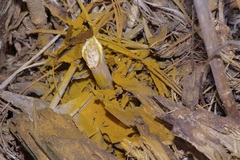 Aureoboletus auriporus