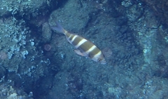 Diplodus cervinus