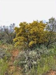 Senna artemisioides coriacea