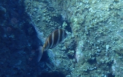 Diplodus cervinus