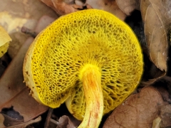 Boletus ochraceoluteus