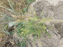 Lepidium apetalum