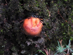 Calostoma cinnabarinum