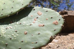 Phyllosticta concava