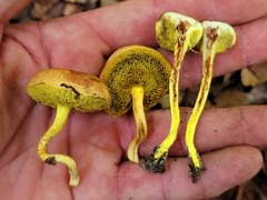 Boletus ochraceoluteus