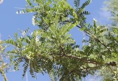 Eysenhardtia orthocarpa