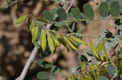 Eysenhardtia orthocarpa