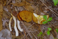 Aureoboletus auriporus