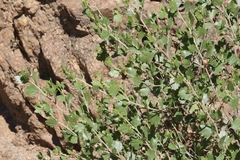 Brickellia baccharidea