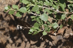 Brickellia baccharidea