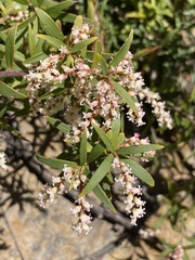 Leucopogon affinis