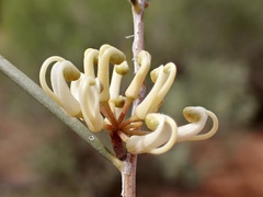 Hakea leucoptera leucoptera