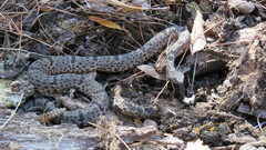 Crotalus lepidus klauberi