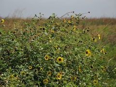 Helianthus debilis cucumerifolius