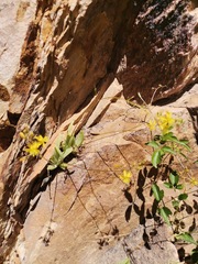 Bulbine succulenta