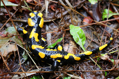 Salamandra salamandra