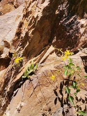Bulbine succulenta