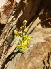 Bulbine succulenta