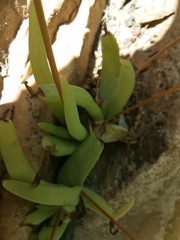 Bulbine succulenta