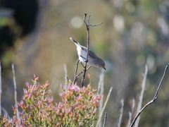 Acanthiza uropygialis