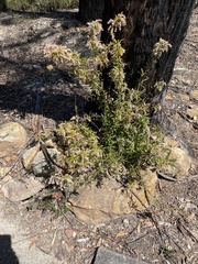 Leucopogon affinis
