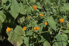 Tithonia thurberi