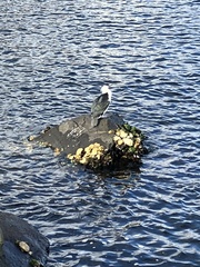 Phalacrocorax fuscescens