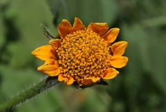 Tithonia thurberi