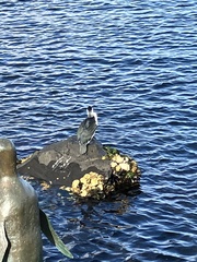 Phalacrocorax fuscescens
