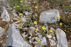 Helianthemum marmoreum