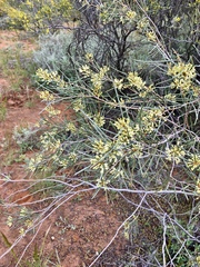 Hakea leucoptera leucoptera