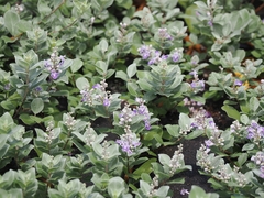 Vitex rotundifolia