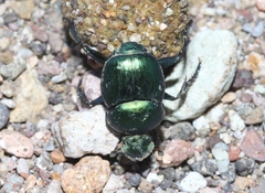 Canthon indigaceus