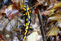 Salamandra salamandra