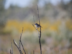 Acanthiza uropygialis