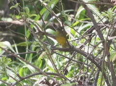 Geothlypis tolmiei