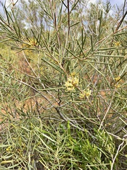Hakea leucoptera leucoptera