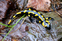 Salamandra salamandra