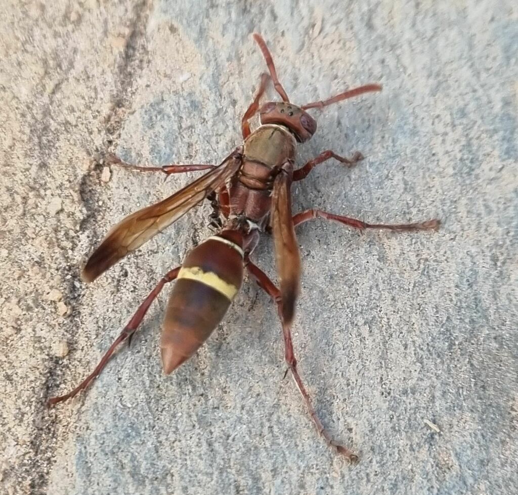 Polistes africanus