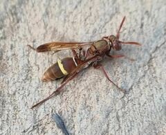 Polistes africanus