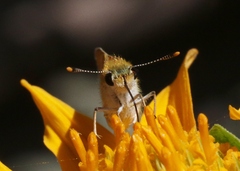 Copaeodes aurantiaca