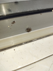Salticidae