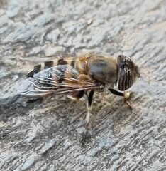 Eristalinus