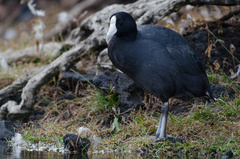 Fulica alai