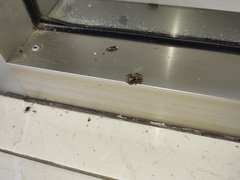 Salticidae