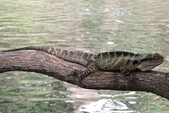 Intellagama lesueurii