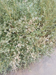 Atriplex sibirica