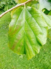 Parrotia persica