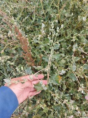 Atriplex sibirica
