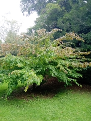 Parrotia persica